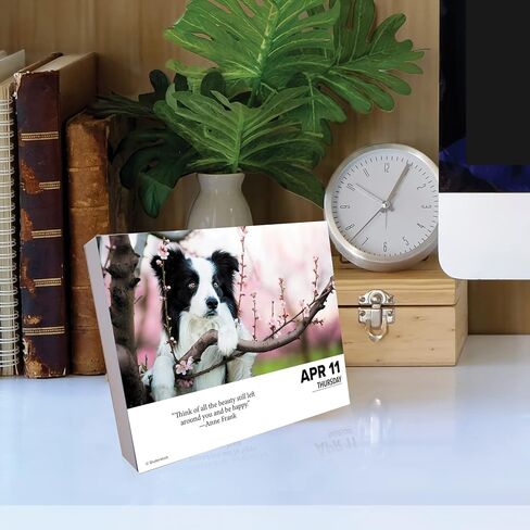 Willow Creek Press Dogs Daily 2024 Box/Desk Calendar (5.86" x 4.72") in Saudi Arabia