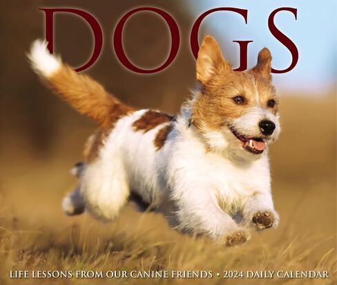Willow Creek Press Dogs Daily 2024 Box/Desk Calendar (5.86" x 4.72") in Saudi Arabia