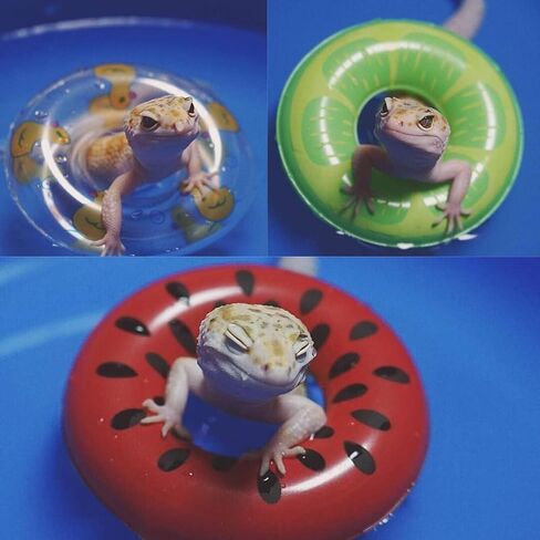 Lizard Bath Pool & Collar Rings Set - Inflatable Reptile Bathing Swimming Pool Bathtub Reptile Swim Float Ring for Leopard Gecko Amphibians Habitat Accessories Grooming Health Supplies (Blue) in Saudi Arabia