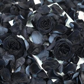 Dried Real Rose Petals, Preserved Flower Petals Confetti for Wedding, Romantic Night for Her Set, Engagement, Bridal Shower, Valentine's Day, Flower Girl Party Dinner Table Decor (1.4oz, Pink) in Kuwait