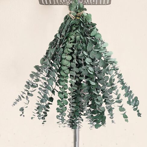 12Pcs Dried Eucalyptus Stems for Shower 17" Natural Preserved Dried Eucalyptus Shower Plant, Fresh Eucalyptus Branches Leaves Greenery Hanging, Flowers Arrangement, Wedding, Vase Filler, Home Decor in Kuwait