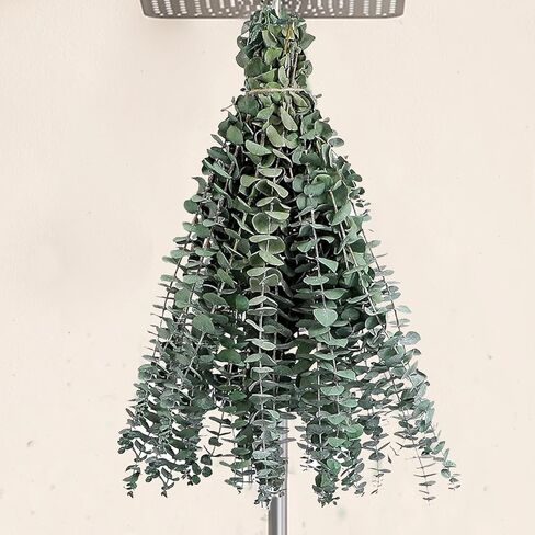 12Pcs Dried Eucalyptus Stems for Shower 17" Natural Preserved Dried Eucalyptus Shower Plant, Fresh Eucalyptus Branches Leaves Greenery Hanging, Flowers Arrangement, Wedding, Vase Filler, Home Decor in Kuwait