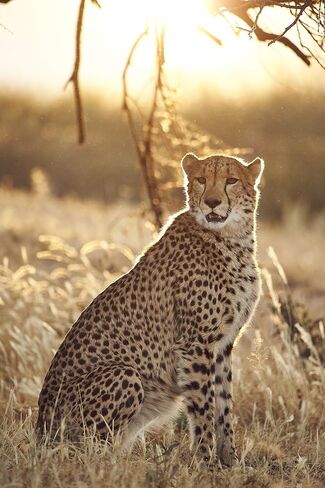 TAMRON Super Zoom Lens SP 150-600mm F5-6.3 Di VC USD G2 for Nikon Full Size A022N in Saudi Arabia