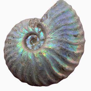 Silver Iridescent Ammonite Fossil! 110 Million Years Old! Real Authentic Great for Kids Classroom School Paleontology Metaphysical Dinosaur Cretaceous Geology