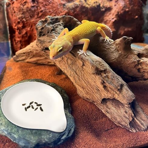 Opstin قطعتان من وسادة نونية الفهد جيكو، مرحاض/صواني قعادة جيكو، صندوق فضلات أبو بريص المتوج، وسادات نونية الزواحف، ملحقات ليوبارد جيكو in Kuwait