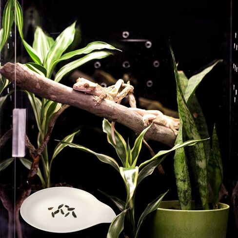 Opstin قطعتان من وسادة نونية الفهد جيكو، مرحاض/صواني قعادة جيكو، صندوق فضلات أبو بريص المتوج، وسادات نونية الزواحف، ملحقات ليوبارد جيكو in Kuwait