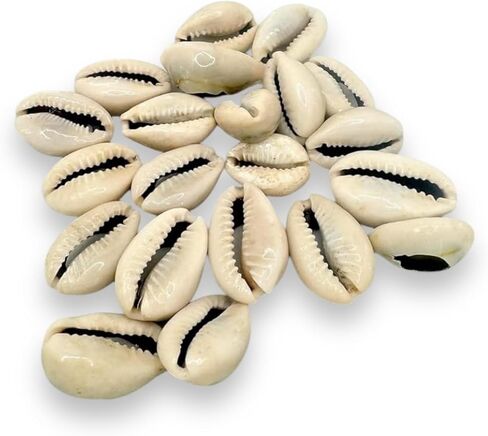 21 قذائف Orula Cowrie المفتوحة، Caracoles Abiertos - أداة عرافة لممارسات السانتيريا واليوروبا in Saudi Arabia
