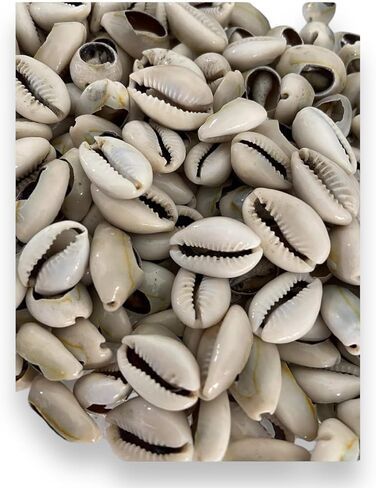 21 قذائف Orula Cowrie المفتوحة، Caracoles Abiertos - أداة عرافة لممارسات السانتيريا واليوروبا in Saudi Arabia