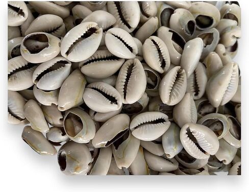21 قذائف Orula Cowrie المفتوحة، Caracoles Abiertos - أداة عرافة لممارسات السانتيريا واليوروبا in Saudi Arabia