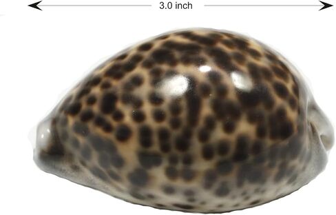 ASHIRWAD Tiger Kaudi Cowrie Shells الثعبان رئيس Cypraea Durga Laxmi Cowrie Kawadi، ديكور الشاطئ البحري Kawdi (3.0-3.5 بوصة) in Kuwait