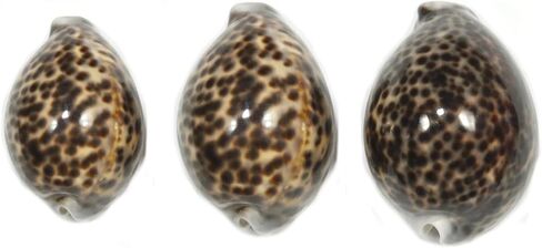 ASHIRWAD Tiger Kaudi Cowrie Shells الثعبان رئيس Cypraea Durga Laxmi Cowrie Kawadi، ديكور الشاطئ البحري Kawdi (3.0-3.5 بوصة) in Kuwait