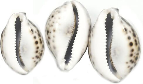 ASHIRWAD Tiger Kaudi Cowrie Shells الثعبان رئيس Cypraea Durga Laxmi Cowrie Kawadi، ديكور الشاطئ البحري Kawdi (3.0-3.5 بوصة) in Kuwait