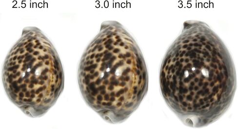 ASHIRWAD Tiger Kaudi Cowrie Shells الثعبان رئيس Cypraea Durga Laxmi Cowrie Kawadi، ديكور الشاطئ البحري Kawdi (3.0-3.5 بوصة) in Kuwait
