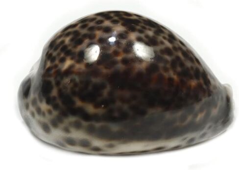 ASHIRWAD Tiger Kaudi Cowrie Shells الثعبان رئيس Cypraea Durga Laxmi Cowrie Kawadi، ديكور الشاطئ البحري Kawdi (3.0-3.5 بوصة) in Kuwait
