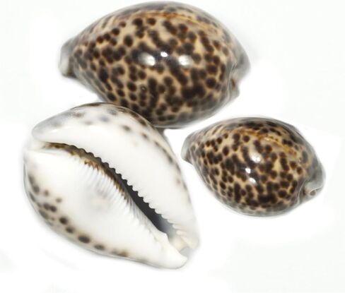 ASHIRWAD Tiger Kaudi Cowrie Shells الثعبان رئيس Cypraea Durga Laxmi Cowrie Kawadi، ديكور الشاطئ البحري Kawdi (3.0-3.5 بوصة) in Kuwait