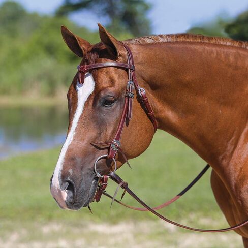 شنايدرز Double S Latigo Lined Futurity Browband Headstall | غطاء رأس الحصان الفاخر | بطانة لاتيجو ناعمة | حجم قابل للتعديل | حزام جلدي متين in Saudi Arabia