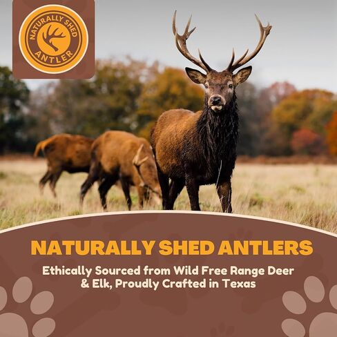 Whitetail Naturals - مضغ كلب قرن قرون صعب - قرن الغزلان المحور للكلاب (2 عبوة -XL) عظام طبيعية متينة للمضغ العدواني | صنعت أمريكا قرن الوعل in Kuwait