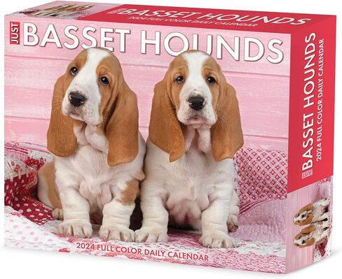 Willow Creek Press Basset Hounds Daily 2024 صندوق/تقويم مكتبي (5.86 بوصة × 4.72 بوصة) in Saudi Arabia