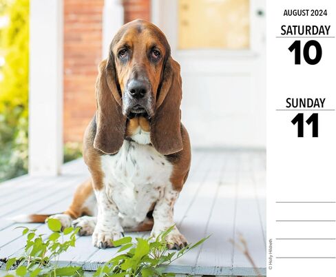 Willow Creek Press Basset Hounds Daily 2024 صندوق/تقويم مكتبي (5.86 بوصة × 4.72 بوصة) in Saudi Arabia