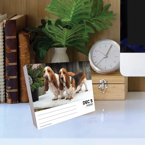 Willow Creek Press Basset Hounds Daily 2024 صندوق/تقويم مكتبي (5.86 بوصة × 4.72 بوصة) in Saudi Arabia