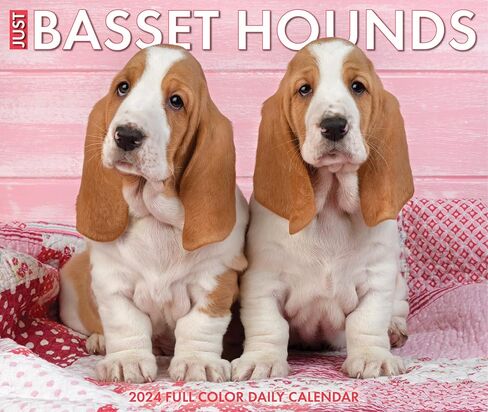 Willow Creek Press Basset Hounds Daily 2024 صندوق/تقويم مكتبي (5.86 بوصة × 4.72 بوصة) in Saudi Arabia