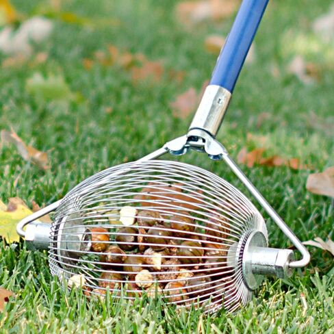 Medium Nut Wizard 14" for English Walnuts, Chestnuts, Golf Balls in Saudi Arabia