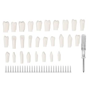 28 Pieces Removable Teeth, Durable Plastic Removable Design False Teeth for Typodont Teaching Study, Replacement Teeth Learning Model