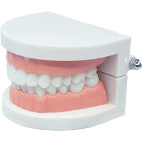 نموذج أسنان CCMTangHong القياسي لأسنان الأسنان، نموذج توضيحي لفرشاة الأسنان للأطفال، نموذج توضيحي لدراسة تعليم الأسنان لأطباء الأسنان في المستشفى، مستلزمات الدراسة التعليمية للبالغين، نموذج Typodont القياسي in Kuwait