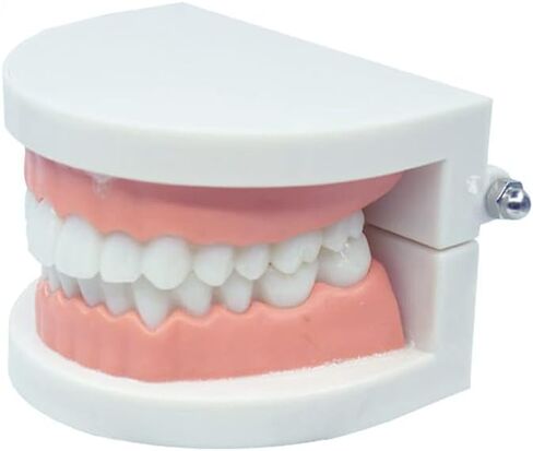 نموذج أسنان CCMTangHong القياسي لأسنان الأسنان، نموذج توضيحي لفرشاة الأسنان للأطفال، نموذج توضيحي لدراسة تعليم الأسنان لأطباء الأسنان في المستشفى، مستلزمات الدراسة التعليمية للبالغين، نموذج Typodont القياسي in Kuwait