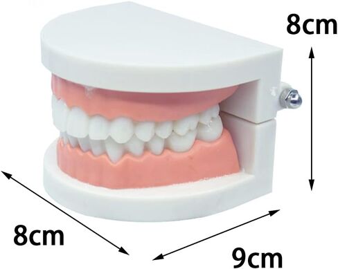 نموذج أسنان CCMTangHong القياسي لأسنان الأسنان، نموذج توضيحي لفرشاة الأسنان للأطفال، نموذج توضيحي لدراسة تعليم الأسنان لأطباء الأسنان في المستشفى، مستلزمات الدراسة التعليمية للبالغين، نموذج Typodont القياسي in Kuwait