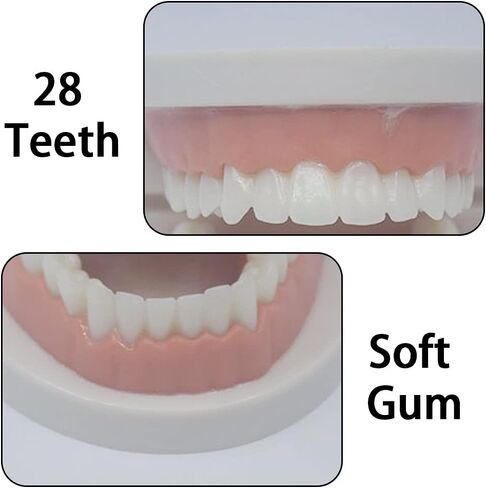 نموذج أسنان CCMTangHong القياسي لأسنان الأسنان، نموذج توضيحي لفرشاة الأسنان للأطفال، نموذج توضيحي لدراسة تعليم الأسنان لأطباء الأسنان في المستشفى، مستلزمات الدراسة التعليمية للبالغين، نموذج Typodont القياسي in Kuwait