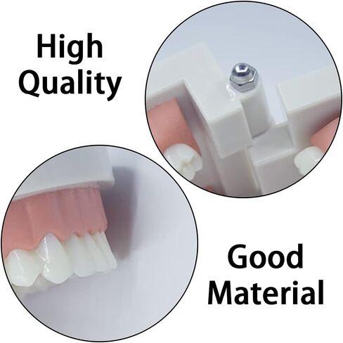 نموذج أسنان CCMTangHong القياسي لأسنان الأسنان، نموذج توضيحي لفرشاة الأسنان للأطفال، نموذج توضيحي لدراسة تعليم الأسنان لأطباء الأسنان في المستشفى، مستلزمات الدراسة التعليمية للبالغين، نموذج Typodont القياسي in Kuwait