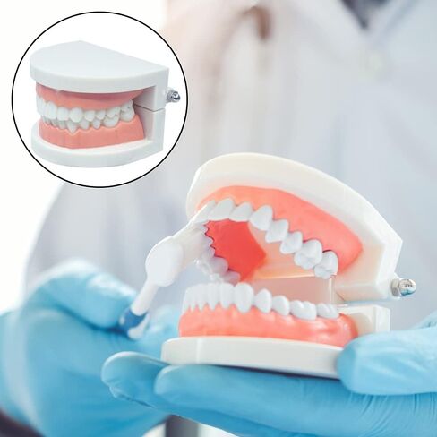 نموذج أسنان CCMTangHong القياسي لأسنان الأسنان، نموذج توضيحي لفرشاة الأسنان للأطفال، نموذج توضيحي لدراسة تعليم الأسنان لأطباء الأسنان في المستشفى، مستلزمات الدراسة التعليمية للبالغين، نموذج Typodont القياسي in Kuwait