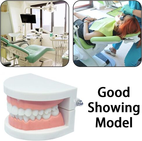 نموذج أسنان CCMTangHong القياسي لأسنان الأسنان، نموذج توضيحي لفرشاة الأسنان للأطفال، نموذج توضيحي لدراسة تعليم الأسنان لأطباء الأسنان في المستشفى، مستلزمات الدراسة التعليمية للبالغين، نموذج Typodont القياسي in Kuwait