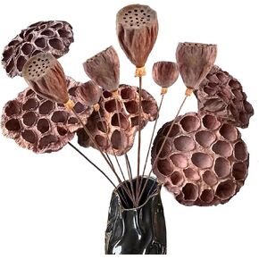 قرون اللوتس الطبيعية المجففة مع السيقان 20 '' السيقان الطويلة الاصطناعية تنبع قرون اللوتس الاصطناعية المجففة مع السيقان لحفل زفاف ديكور المنزل (5 مساءً كبيرة) in Kuwait