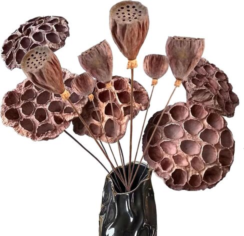 قرون اللوتس الطبيعية المجففة مع السيقان 20 '' السيقان الطويلة الاصطناعية تنبع قرون اللوتس الاصطناعية المجففة مع السيقان لحفل زفاف ديكور المنزل (5 مساءً كبيرة) in Kuwait