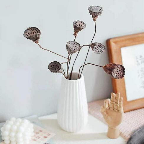 قرون اللوتس الطبيعية المجففة مع السيقان 20 '' السيقان الطويلة الاصطناعية تنبع قرون اللوتس الاصطناعية المجففة مع السيقان لحفل زفاف ديكور المنزل (5 مساءً كبيرة) in Kuwait