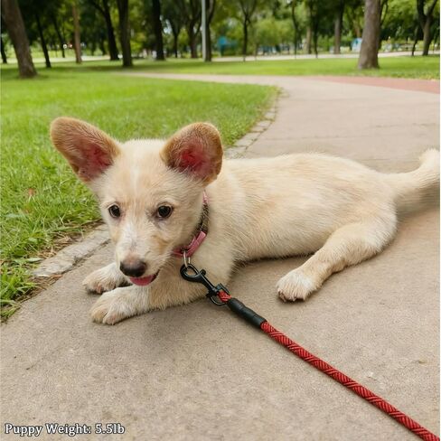 WYuZe 5/10/16 FT Puppy Leash for Small Dogs Cat, 1/4" Thin Black Rope Leash in Saudi Arabia