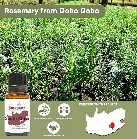Copaiba Essential Oil - Direct from Brazil- Pure Essential Oil for Diffusers at Home | 100% Pure Therapeutic Grade (8oz) in Kuwait