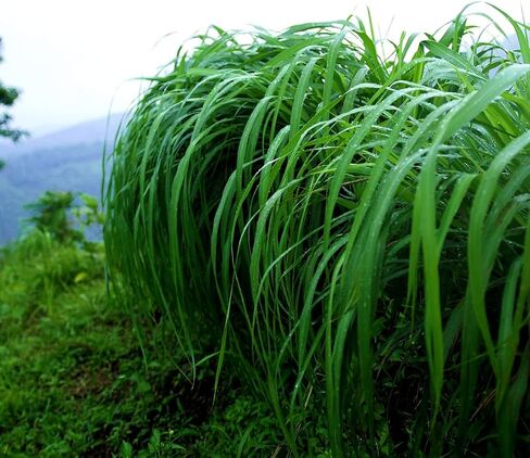 زيت Citronella الأساسي - مباشرة من جافا المركزية ، إندونيسيا - الزيت الأساسي النقي للناشر والعلاج العطري | 100 ٪ درجة علاجية نقية (8 أوقية) in Kuwait