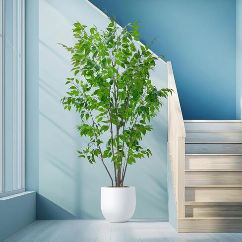 شجرة ficus الاصطناعية مع أوراق خضراء ، طولها 6 أقدام ، نبات داخلي مع زارع البيج الزخرفية in Kuwait