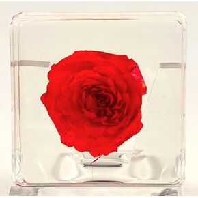 38mm Real Buckwheat Flower in Crystal Clear Lucite Resin Specimen Botanist Herb Herbarium Fagopyrum Esculentum Collection for Botany Science Education & Desk Ornament Display Small Paperweight