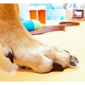 Dr. McHenry's Dog Toe Treads Set of 24, Adhesive, Cleaning Brush, Senior Dog Traction Mobility Support, Small Kit- Weight: 8-16 lbs. Net Weight 1.6 oz.
