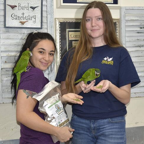 Top's Parrot Food Bird Beallets for Hookbills الصغيرة - غير المعدلة وراثيًا ، فول السوداني فول الصويا والذرة ، معتمدة من وزارة الزراعة الأمريكية (4 رطل) in Kuwait