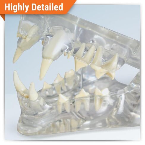 GPI Anatomicals - نموذج فك القطط واضح مع الأسنان ، النسخ المتماثلة لتشريح القطط والتعليم في علم وظائف الأعضاء ، نموذج علم التشريح لمكاتب الفصول البيطرية والفصول الدراسية ، وموارد التعلم الطبي in Kuwait