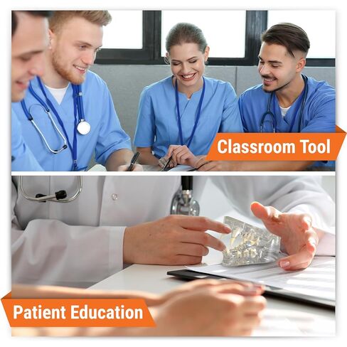 GPI Anatomicals - نموذج فك القطط واضح مع الأسنان ، النسخ المتماثلة لتشريح القطط والتعليم في علم وظائف الأعضاء ، نموذج علم التشريح لمكاتب الفصول البيطرية والفصول الدراسية ، وموارد التعلم الطبي in Kuwait