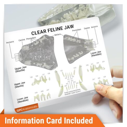 GPI Anatomicals - نموذج فك القطط واضح مع الأسنان ، النسخ المتماثلة لتشريح القطط والتعليم في علم وظائف الأعضاء ، نموذج علم التشريح لمكاتب الفصول البيطرية والفصول الدراسية ، وموارد التعلم الطبي in Kuwait