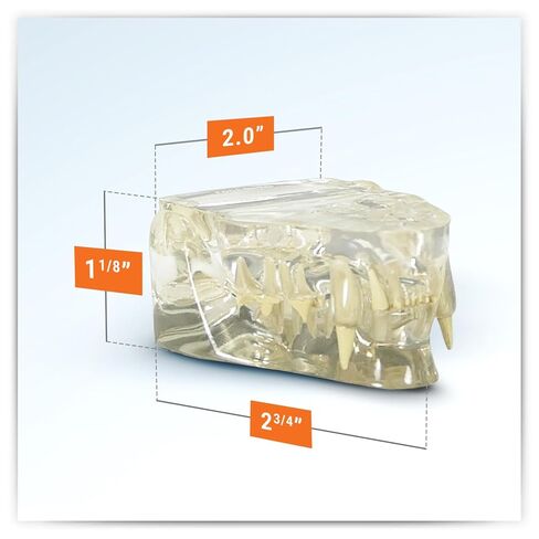 GPI Anatomicals - نموذج فك القطط واضح مع الأسنان ، النسخ المتماثلة لتشريح القطط والتعليم في علم وظائف الأعضاء ، نموذج علم التشريح لمكاتب الفصول البيطرية والفصول الدراسية ، وموارد التعلم الطبي in Kuwait