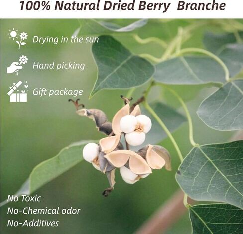 التوت الشحم المجفف، 220 جرام جذع طبيعي ديكور زهور الزفاف الأبيض هولي الشحم التوت، 2 حزم زهرة مجففة كرات بيلي زر باقة النبات نمط المزرعة زخرفة الزهور إكليل DIY الحرف اليدوية in Kuwait