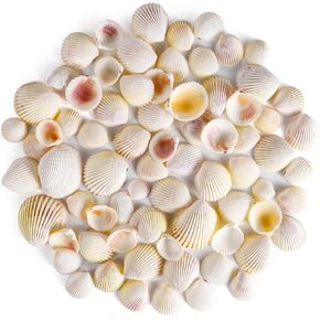 PPCLION 80 PCS 0.8-1.8 Inch Natural Scallop Shells Sea Shells for DIY Craft Home Décor in Saudi Arabia